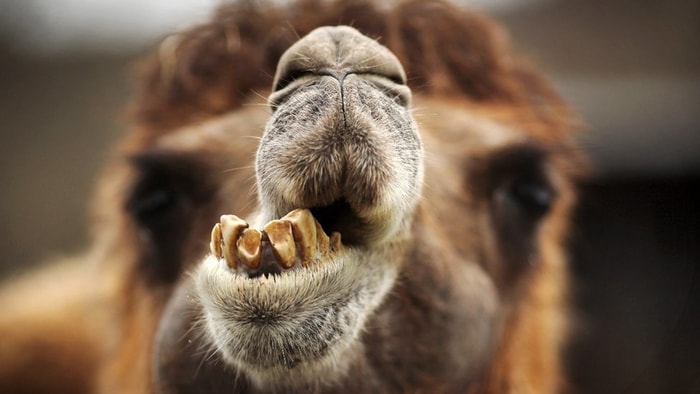 Mouth of Camels