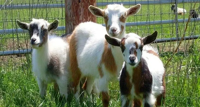 Nigerian Dwarf Goat