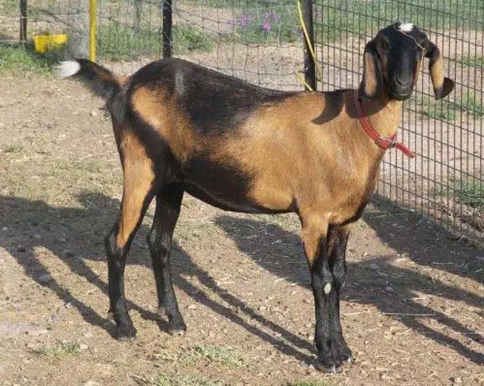 Nubian Goat