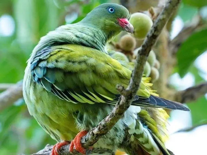 Ornamental Types of Pigeons