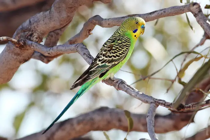 Parakeet- Good Pet Bird