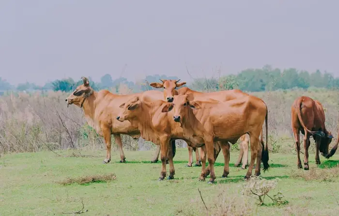 Paratuberculosis in Cattle