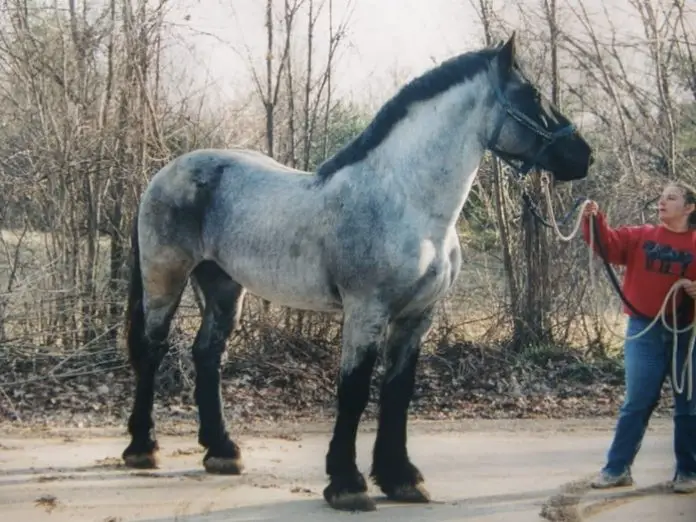 Percheron Horse