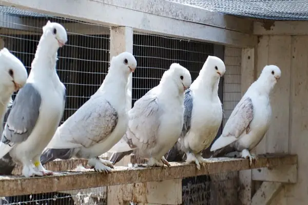 Pet Type Pigeon