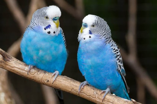 Physical Characteristics of Budgies