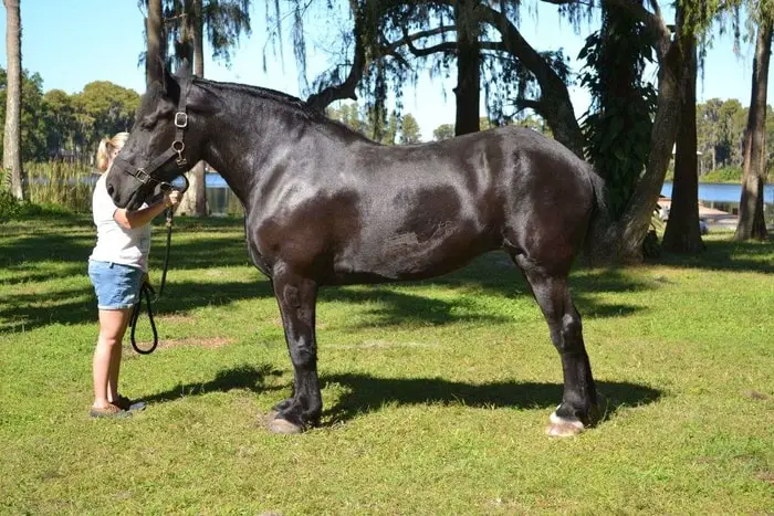 Physical Condition of Percheron Horse