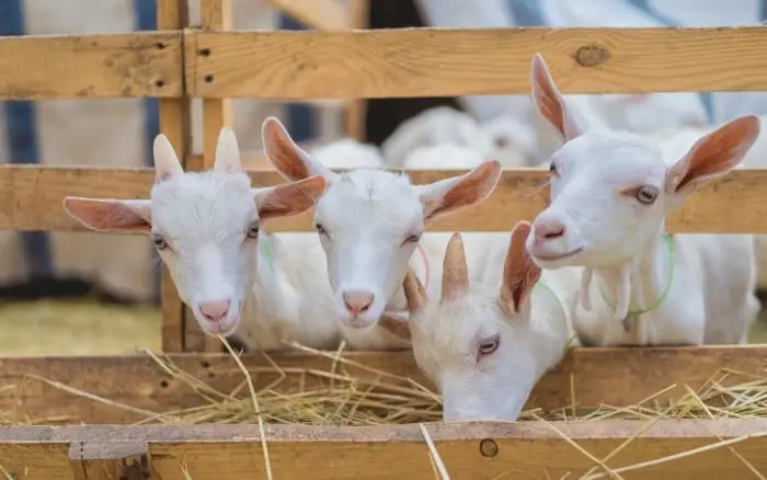 Popular Goat Breeds