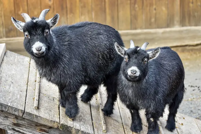 Pygmy Goat