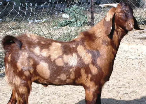 Sirohi Goat