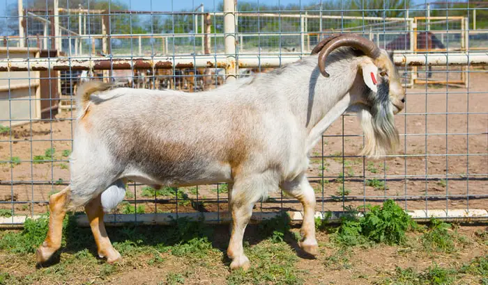 Spanish Goat