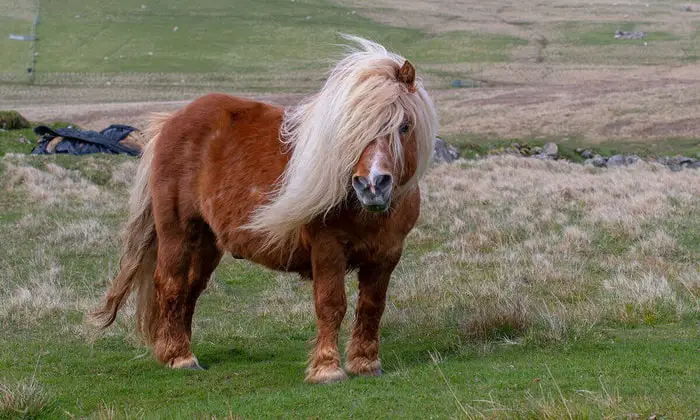 Special Features of Shetland Pony