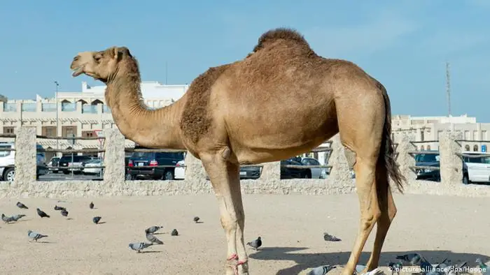 Specific RBC of Camels