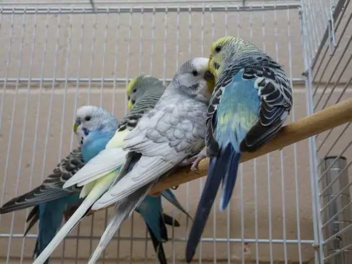 Speech and Sound of Parakeet