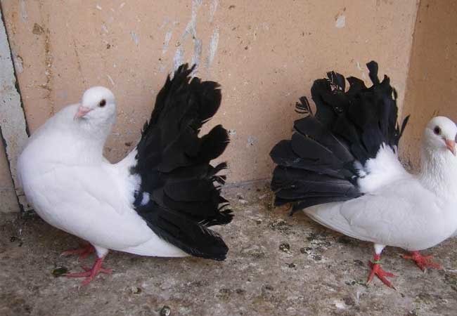 Sporting Types of Pigeons