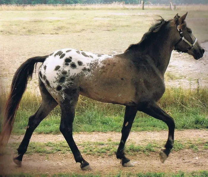 Tiger Horse Breed