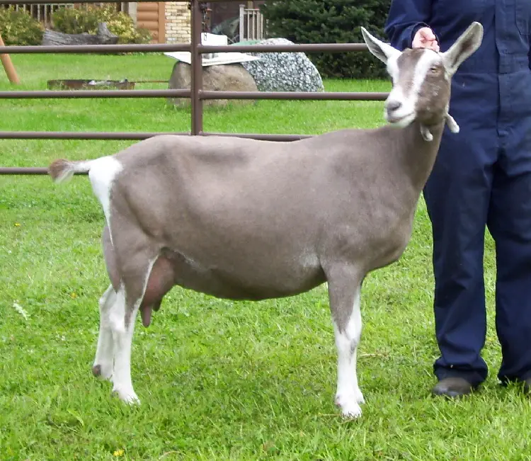 Toggenburg Goat