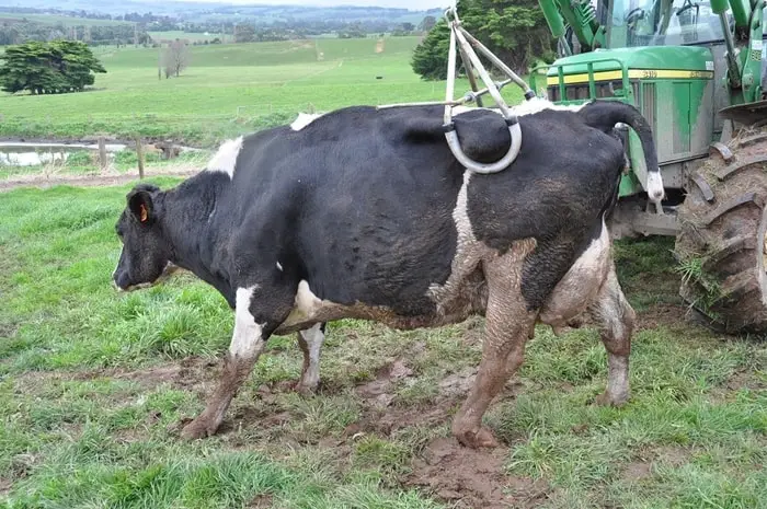 Treatment of Sternal Recumbency in Cows