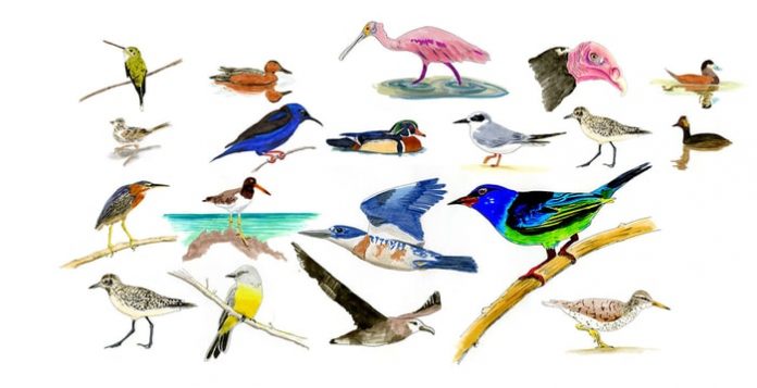 Types of Birds