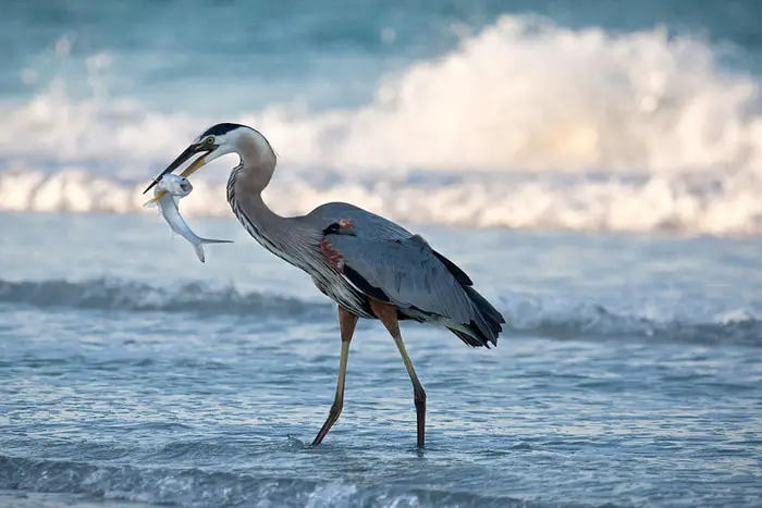 Types of Birds- Water Fowl