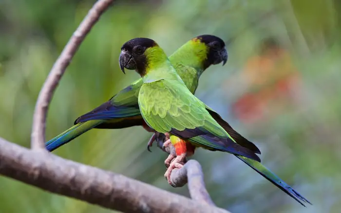 Types of Parakeet