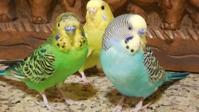 Varieties of Budgies