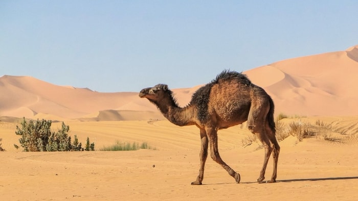 Water Tolerance of Camels