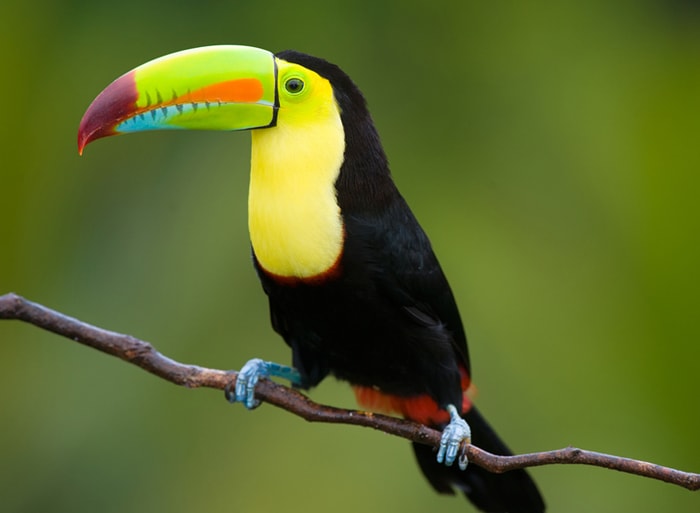 Zoo Birds