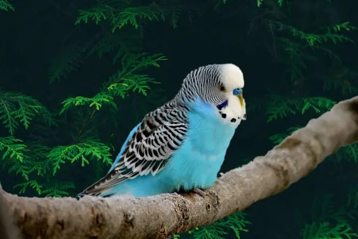 Origin and History of Parakeet