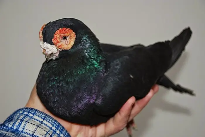 Barb pigeon