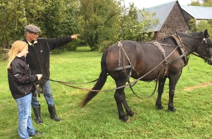 Behavior of Cheval Canadian