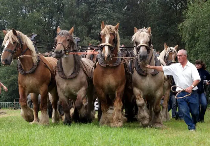 Belgian Draft Horse