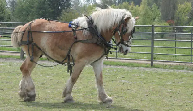 Belgian Horse