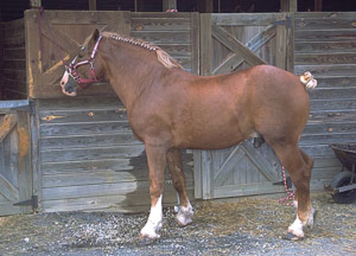 Care and Management of Belgian Horse
