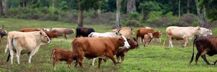 Causes of FMD in Cattle