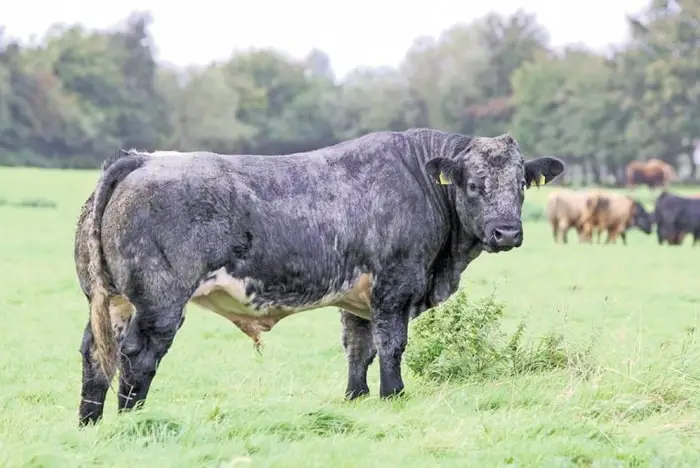 Clinical Signs of Dermatophilosis in Cattle