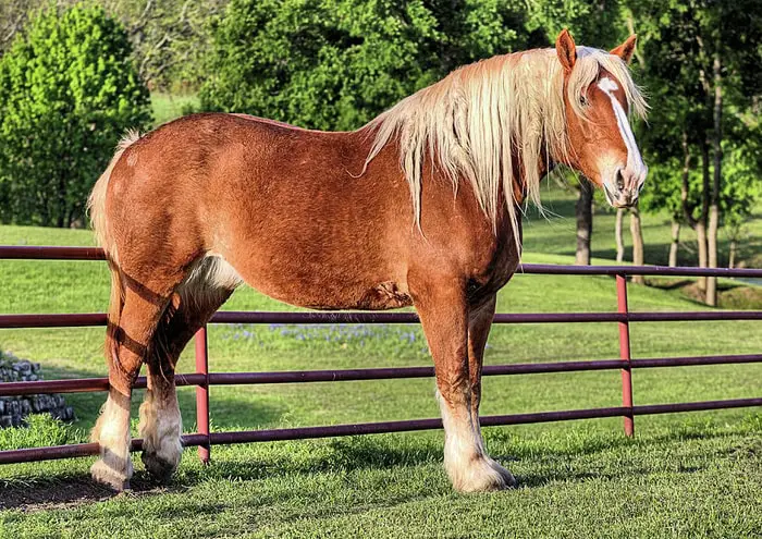 Color and Marking of Belgian Horse