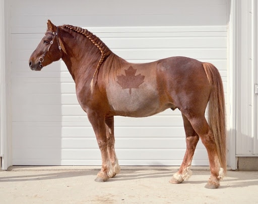 Color of Canadian Horse