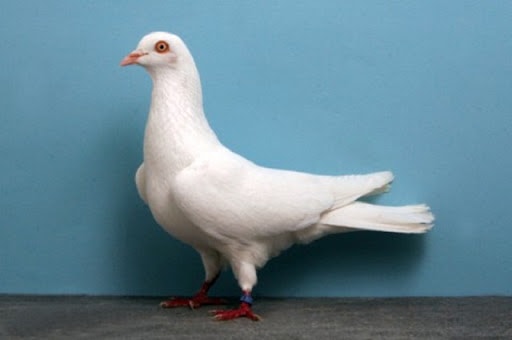 Cumulets Pigeon Breeds