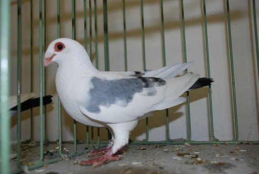 Czechoslovakian Pigeon