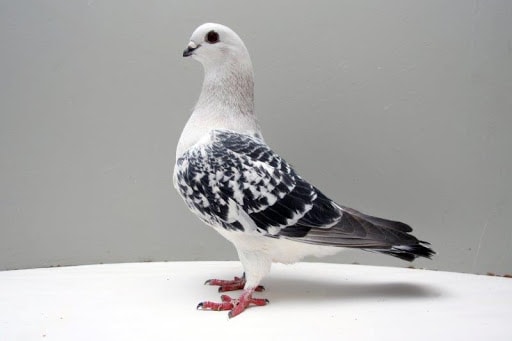 Damascenes MahometPigeon Breed