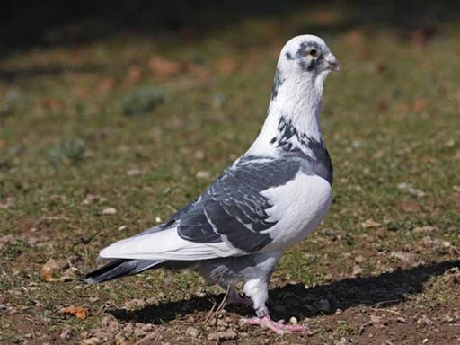 Dewlaps Pigeon