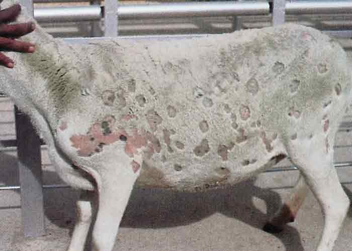 Diagnosis of Ringworm in Cattle