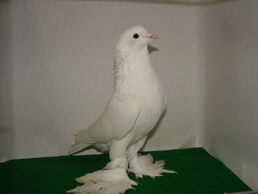 Dutches Pigeon