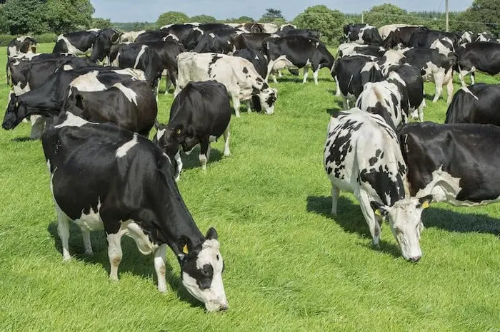 Economic Importance of Babesiosis in Cattle