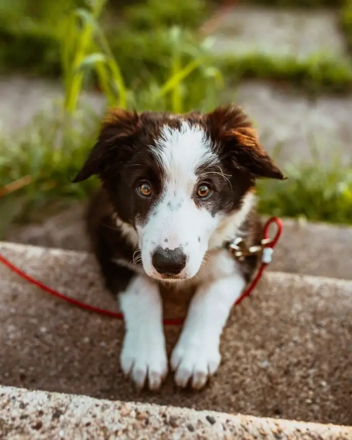 Epilepsy in Dogs