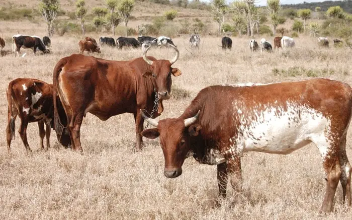 FMD in Cattle