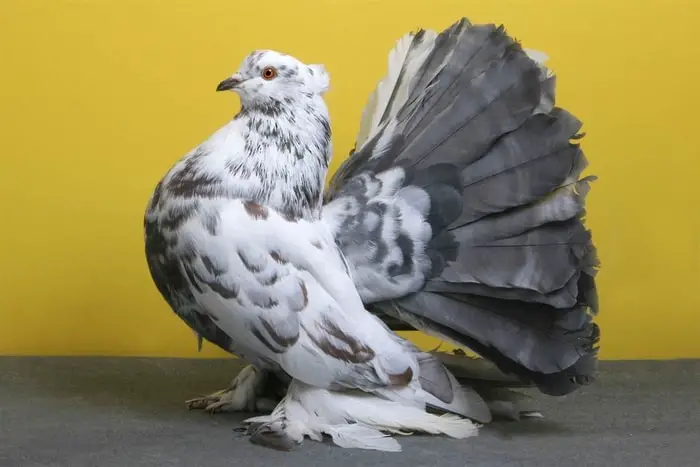 Fantail Pigeon