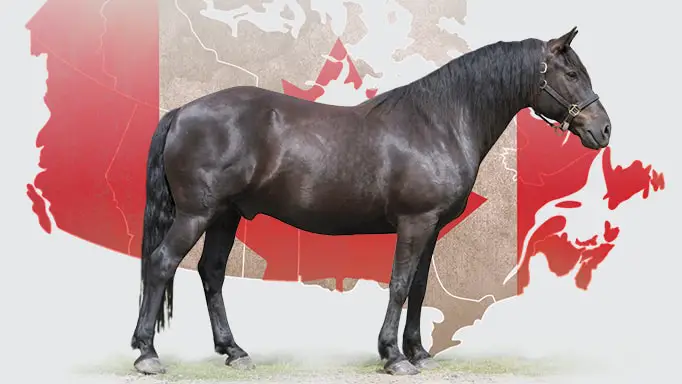 Feeding Habits of Canadian Horse