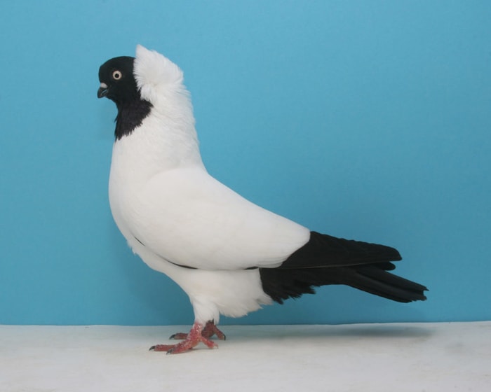 Flights Pigeon Breeds