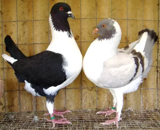 Florentines Pigeons